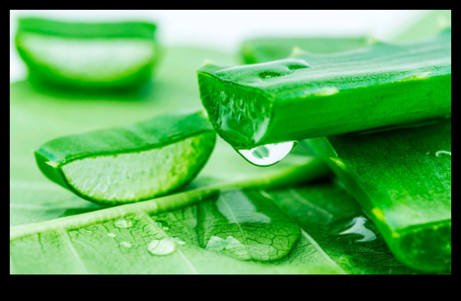 Aloe Elixir: Ανακαλύπτοντας τη φυσική καλοσύνη της φρέσκιας Aloe Vera