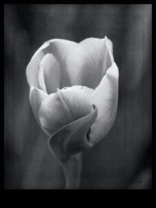 The Beauty of Simplicity: Νεκρή φύση σε μαύρο και άσπρο