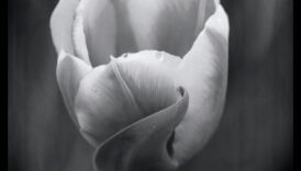 The Beauty of Simplicity: Νεκρή φύση σε μαύρο και άσπρο