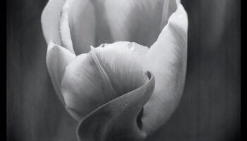 The Beauty of Simplicity: Νεκρή φύση σε μαύρο και άσπρο