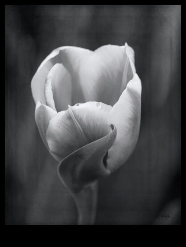 The Beauty of Simplicity: Νεκρή φύση σε μαύρο και άσπρο