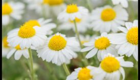 Morning Bliss: Ξεκινήστε σωστά τη μέρα σας με την απαλή ουσία του χαμομηλιού