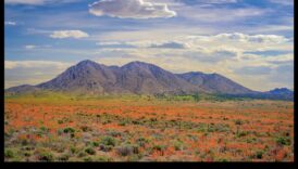 Φύση με χρώμα: Αιχμαλωτίζοντας την ομορφιά της χλωρίδας και της πανίδας με μολύβι