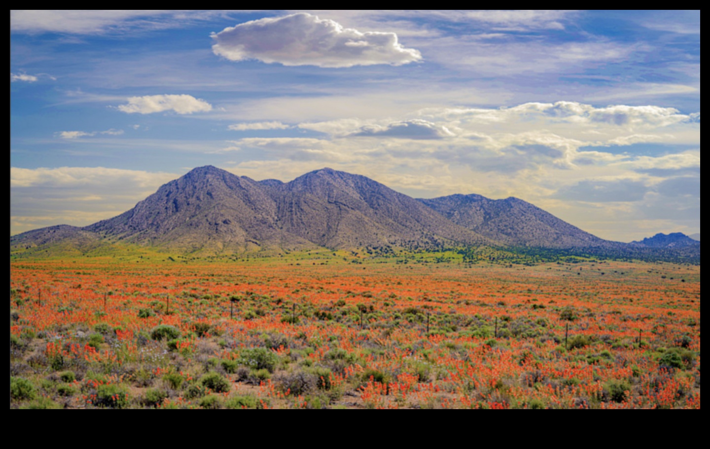Φύση με χρώμα: Αιχμαλωτίζοντας την ομορφιά της χλωρίδας και της πανίδας με μολύβι